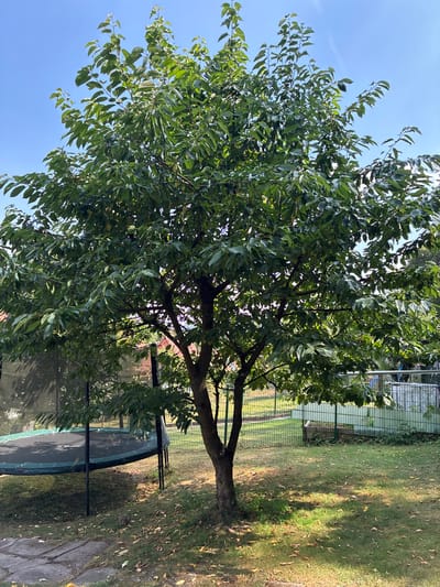 A mature, deciduous tree with a thick trunk and a full canopy of green leaves stands in a grassy backyard. The tree is in the center of the frame, with its branches reaching towards a clear blue sky. To the left of the tree, a trampoline with a black mat and green safety net is visible. In the background, a green metal fence encloses the yard, and beyond that, a building with a reddish-brown roof can be seen. The ground is covered in grass and scattered fallen leaves. The scene appears to be a residential backyard in Bad Hersfeld, Germany.