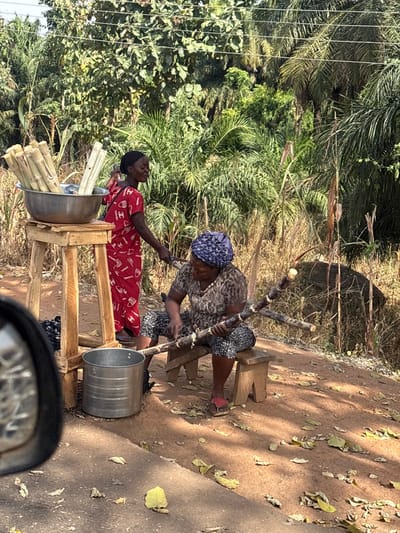 An outdoor scene in Tataura, Nigeria, depicts two women engaged in sugarcane preparation and vending on a reddish-brown dirt roadside. The ground is sparsely covered with dry leaves, transitioning to an asphalt strip at the bottom.
To the left, a younger woman stands, wearing a red, patterned short-sleeved dress and a dark headwrap. She holds a piece of sugarcane, extending it toward the seated woman. Beside her, a large silver metal bowl filled with cut sugarcane stalks rests on a rudimentary wooden stand. Below the stand, a silver metal bucket sits on the ground.
To the right, an older woman sits on a small wooden stool. She wears a patterned short-sleeved top, patterned trousers, and a blue and white patterned headwrap. She is actively peeling a thick stalk of sugarcane held across her lap, with additional sugarcane pieces visible near her.
The background features dense, vibrant green vegetation, including broadleaf trees and palm trees, under a bright sky with visible overhead utility lines. A portion of a vehicle's side mirror is visible in the extreme lower left foreground, indicating the perspective.