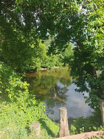 The image shows a tranquil natural scene with a body of water reflecting the surrounding lush green trees and foliage. In the foreground, there are two weathered wooden stumps on the bank of the water. The overall impression is one of peaceful seclusion within a temperate climate, likely during the daytime given the bright lighting and shadows. The location is identified as being in Kotelva, Ukraine, suggesting a rural or park-like setting within the city. There are no people or animals visible in the image. The water appears calm, with subtle ripples and some debris floating on the surface. The vegetation is dense and verdant, indicating a healthy ecosystem.