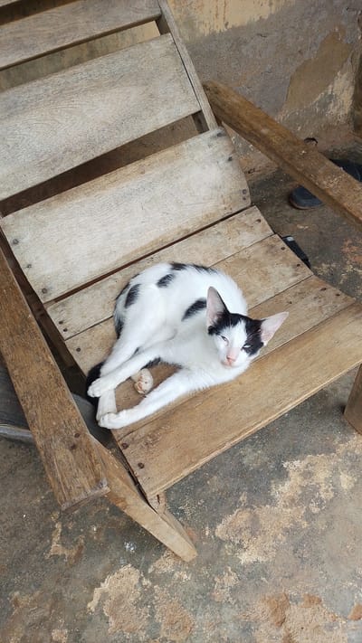 A black and white cat rests on a weathered wooden chair. The cat is lying on its back with its paws crossed. The chair is made of planks of wood and shows signs of age, with rough textures and visible nails. The scene appears to be outdoors, as indicated by the concrete ground with scattered debris and patches of dirt. The wall in the background is textured and discolored, suggesting an outdoor structure. The lighting suggests it is daytime. The overall impression is one of a relaxed animal in a rustic setting.