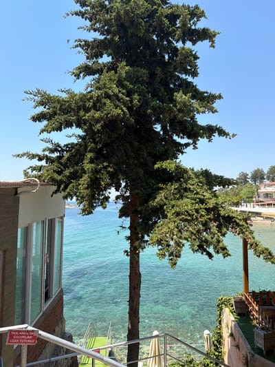 The image depicts a sun-drenched scene overlooking a clear, turquoise body of water, likely the Aegean Sea, given the location context of Kuşadası, Turkey. A large, mature coniferous tree with dense foliage dominates the foreground, its branches casting shadows. Below the tree, a modern building with large windows and a brick facade is visible. To the right, a wooden deck and a metal railing suggest an area for relaxation or access to the water. Greenery, including ivy, climbs some of the structures. The water is calm, with ripples indicating a gentle breeze. The sky is a clear, vibrant blue, suggesting a warm, sunny day. There are no people prominently featured in the image. A red sign with white text is attached to the metal railing, reading "YASLANMAYINIZ! ÇOCUKLARI UZAK TUTUNUZ". The overall atmosphere is serene and inviting, evoking a sense of summer leisure. The time of day appears to be midday, with the sun high in the sky.