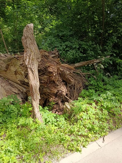 A fallen tree with exposed roots lies on its side in a wooded area. The tree trunk is thick and weathered, with rough bark. The roots are tangled and spread out, covered with green undergrowth and some small white flowers. The background consists of dense green foliage and trees. A portion of a paved path is visible in the lower right corner. The scene is likely from the city of Pavlovo, Russia, given the context provided, and appears to be a natural area within or near the city. There are no people visible in the image.