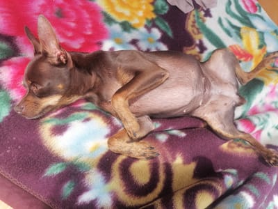 In Novopokrovka, Russia, a small brown dog with large ears is lying on its back on a colorful blanket. The blanket has a floral pattern with pink, yellow, green, and blue accents. The dog appears to be relaxed, with its paws curled and its body stretched out. The image is taken from a slightly elevated angle, focusing on the dog's belly and hindquarters. The lighting is natural, suggesting the photo was taken indoors during the daytime. The background is blurred, with the focus clearly on the dog and the blanket.