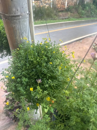 The image captures an outdoor scene in Ban Paem Bok, Thailand, featuring two hanging potted plants positioned alongside a road. In the foreground, a prominent round hanging basket on the left contains dense green foliage with numerous small, bright yellow flowers and one developing pinkish-purple bloom. This plant is suspended by thin black wires from a thick, vertical pole on the far left, which appears to be made of bamboo due to its segmented structure and textured surface. A second hanging plant, with finely dissected green leaves, is partially visible on the right. In the midground, a wet, dark asphalt road stretches horizontally, marked by a double solid yellow line in its center, indicating recent rainfall or damp conditions. The background consists of a blurred, verdant slope or hillside, covered in green vegetation. No individuals are present, and no actions or interactions are depicted.