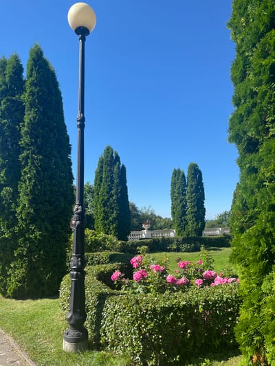 A black lamppost stands to the left of a manicured garden on a clear, sunny day. The lamppost is ornate with carved details and topped with a round, cream-colored light fixture. Behind it, several tall, green conifer trees form a dense backdrop. In the center of the image, a lush, green hedge is dotted with clusters of bright pink roses. Further in the background, a white decorative railing with balusters runs horizontally across the scene, suggesting a park or estate setting. The sky is a vibrant, cloudless blue. This image was taken in the city of Toila, Estonia.