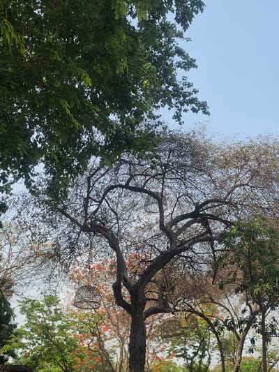 The image, taken in Phra Nakhon Si Ayutthaya City Municipality, Thailand, shows a view looking up into a tree canopy against a light blue sky. On the left, a tree with dense green foliage fills the frame. In the center, a large tree with mostly bare branches dominates the view, with a few brown leaves still attached. The branches are intricate and widespread. Hanging from the branches of the central tree are two cage-like objects. To the right, a tree with green leaves and clusters of bright orange flowers is visible. The overall scene is a combination of greenery and bare tree limbs, suggesting a transition between seasons.