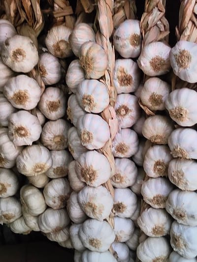The image shows a close-up, eye-level view of multiple braids of garlic. The garlic bulbs are predominantly white with brown roots and papery outer layers. They are clustered together, with some showing distinct sections of cloves. The braids appear to be made of dried stalks or leaves, binding the garlic bulbs together. The lighting is somewhat diffused, highlighting the textures of the garlic and the braiding material. The background is dark and out of focus, suggesting a storage area or a market stall. The overall impression is one of abundance and freshness, characteristic of agricultural produce. There is no visible indication of the city of Voluntari, Romania, within the image itself; this detail is provided externally.
