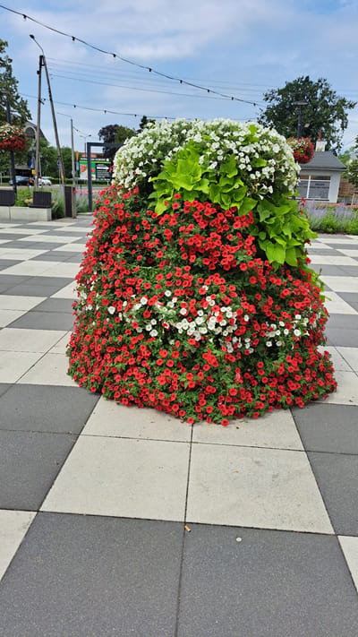 A large, overflowing planter box is the central subject of this image. It is filled with a vibrant mix of red and white petunias, interspersed with large, lush green leaves. The planter sits on a checkered pavement made of light gray and dark gray square tiles. The tiles are laid in a diagonal pattern, creating a dynamic visual effect.
To the left of the planter, a blue sky with scattered clouds suggests it is daytime. A few utility poles with hanging lights are visible, hinting at an outdoor setting, possibly a street or public square. In the background, a small, modern-looking building with windows is present, and behind it, a large green tree stands tall. A sign with some Polish text is visible on the building, but it is too blurry to read clearly. Further in the background, other trees and a hint of foliage suggest a green and natural environment.
The image is oriented vertically, making the planter appear to be cascading downwards. The overall impression is one of a well-maintained public space, decorated with colorful flowers. No people are clearly visible, and the scene appears calm and serene. The pavement suggests a modern urban or semi-urban setting. The lighting indicates it's daytime, likely late morning or afternoon, given the bright sky. The weather appears clear.
