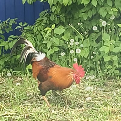 An image captures a rooster in Michura, Russia, amidst greenery and dandelions. The rooster, with a red comb and orange feathers, stands in grass, partially obscured by the foliage. Dandelions are scattered throughout the grass. A blue fence and additional greenery are visible in the background.