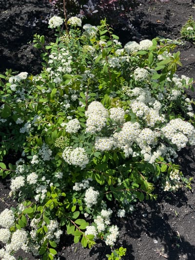 In Baimovo, Russia, a flowering shrub with numerous small white blossoms and green leaves is captured in a medium-angle shot. The plant is situated in dark soil, with some reddish-purple foliage visible in the background. The sunlight casts dappled shadows across the ground, indicating an outdoor setting. No people or animals are present in the image.