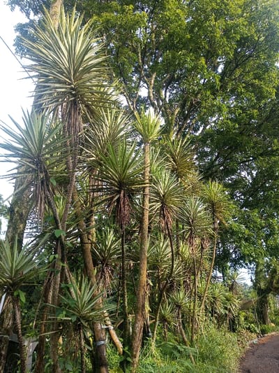 This outdoor image depicts a lush, green landscape, likely in Yusipang, Bhutan. The primary subjects are numerous tall, slender plants with spiky, variegated leaves clustered together, resembling Yucca or Dracaena species. These plants dominate the left and central parts of the frame, their rosettes of stiff, pointed leaves fanning out from the tops of their thin, upright trunks. Some stems show evidence of old leaf scars and hanging dried leaf remnants.
In the background, especially on the right side and upper center, are large, mature trees with dense canopies of small, bright green leaves. Their thick, textured trunks are visible through the gaps in the foreground foliage. The ground beneath the tall spiky plants is covered with green grass and various smaller leafy plants, indicating fertile soil.
The lighting suggests it is daytime, possibly morning or late afternoon, with soft sunlight illuminating the foliage and creating subtle shadows. The sky, visible in the upper left, appears bright but slightly overcast or hazy, preventing harsh direct sunlight. A narrow, dark path or road is faintly visible along the far right edge of the image, suggesting the scene is alongside a rural route. There are no people or discernible activities taking place, and no visible text. The overall scene conveys a sense of natural beauty and tranquility.