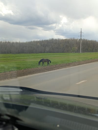 The image presents a rural landscape viewed from inside a vehicle, with part of the car's dashboard and windshield visible in the immediate foreground. The central subject is a dark brown horse, seen in the midground, peacefully grazing in a lush green field. Its head is lowered as it eats the grass.
Behind the field, a dense line of trees, mostly bare of leaves, stretches across the horizon, forming a natural barrier. On the far right, a tall utility pole with multiple power lines stands against the sky, extending above the treeline. A gray asphalt road occupies the lower portion of the image, running diagonally from left to right, with a dark, earthy shoulder separating it from the green field. A faint white road marking is visible further down the asphalt.
The sky above is heavily overcast, dominated by large, grey clouds, though some brighter areas suggest diffused daylight. The scene appears calm and tranquil, depicting a moment in the countryside. No people are visible. The time of day is daytime, under cloudy weather conditions. There is no discernible text within the image. This setting is characteristic of a rural area near Первомайский, Russia.