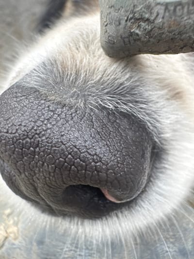 This image depicts a close-up, detailed view of a domestic canine's black, textured nose and muzzle. The nose exhibits a distinct pattern of polygonal indentations across its surface. Surrounding the nose is a dense growth of white and light grey fur, from which several fine, white whiskers protrude. A small, pink tip of the tongue is visible protruding slightly from beneath the center of the nose, suggesting the animal's mouth is partially open or it is in the process of licking. In the upper right portion of the frame, a dark, irregularly shaped object with a rough, worn texture, possibly of metal or hardened rubber, is partially visible, positioned against the animal's fur. The background is softly blurred and indistinct, indicating a shallow depth of field. This scene is observed at an unspecified location within the city of Profesor Ishirkovo, Bulgaria.