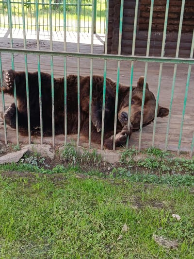 A brown bear lies on its back on a wooden platform within a green metal enclosure. The bear is positioned in the center of the frame, with its legs extended upwards. The enclosure has vertical bars and a horizontal railing that runs across the foreground, partially obscuring the bear. Behind the bear, to the right, is a wooden structure with horizontal logs, possibly a den or shelter. The ground outside the enclosure consists of dirt and green grass. The background shows a blurry green area with vertical light-colored structures, possibly trees or fencing, bathed in sunlight. The scene appears to be an outdoor exhibit in a zoo or animal park. The location is identified as the Мяжанскі сельскі Савет in Belarus.