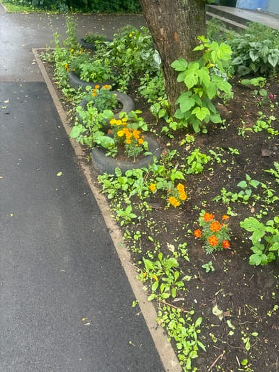 The image shows a rain-slicked asphalt walkway bordering a garden bed containing several repurposed tire planters filled with marigolds and other green foliage. A mature tree trunk is visible within the garden bed, with young green shoots growing around its base. The scene appears to be an outdoor urban environment, possibly a residential area or park in the city of Kirov, Russia. The weather seems to be overcast or recently rained upon, as indicated by the wet surfaces and the general subdued lighting. There are no people visible in the image.