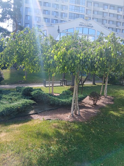 The image captures a sun-drenched view of the Hotel Truskavets in Truskavets, Ukraine, with its distinctive facade and signage prominently displayed. In the foreground, meticulously manicured green bushes and small trees with striking white bark are visible, creating a lush and inviting landscape. Sunlight glints through the leaves of the trees, casting dappled shadows on the grass. A paved pathway runs through the scene, suggesting a public area or park. The hotel building itself, with its multiple stories and uniform windows, dominates the background, contrasting with the natural elements in the foreground. The overall impression is one of a well-maintained outdoor space associated with a hotel in a Ukrainian city.