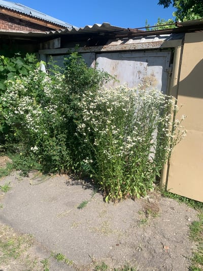 This is an exterior, eye-level, medium shot of a garage door and overgrown vegetation on a sunny day. The garage door is a large, light grey, metal panel with visible rust and peeling paint. It is set into a structure with a corrugated metal roof and brick walls on the left. To the left of the garage door, a dense cluster of tall, green plants with small white flowers is growing. To the right of the garage door, a section of a beige painted wall is visible. The ground in front of the garage is paved with asphalt, and there is sparse grass and weeds growing in cracks and around the edges. The sky is a clear, bright blue. There are no people present in the image.