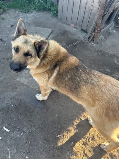 A medium-sized dog with tan and gray fur lies on the ground, looking up at the camera. Its head is tilted to the side, and its ears are perked. The dog's eyes are dark and alert. It appears to be in an outdoor setting, possibly a yard, with dirt and some grass visible. A wooden fence is in the background, and a chain is attached to the dog's collar and anchored to the fence. The sunlight casts shadows on the ground, suggesting it is daytime, likely late afternoon due to the warm, low-angled light. The ground is dusty and uneven, with some small debris scattered around. There is no visible text in the image. The overall impression is that of a domestic dog in a somewhat rural or utilitarian environment.