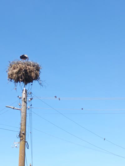 A single white and black bird stands on a large, untidy nest made of twigs and straw. The nest is perched precariously atop a weathered wooden utility pole. The pole is adorned with various electrical insulators and wires. Several smaller birds are scattered on the electrical wires in the background, and more are dotted around the lower edges of the nest. The sky above is a clear, bright blue. This scene is located in the city of Krumovo, Bulgaria.