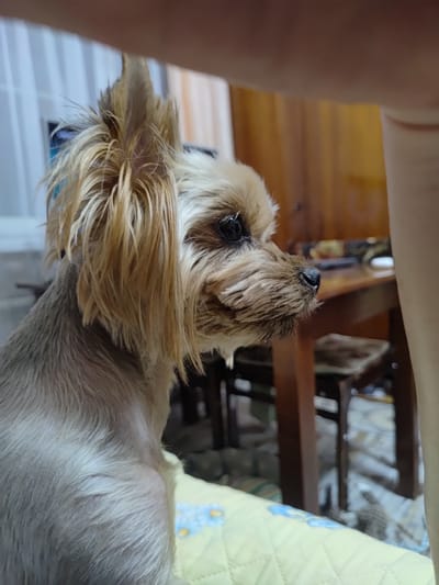 The image shows a close-up of a small Yorkshire Terrier dog, likely in an indoor setting. The dog has light brown and blonde fur, with some strands sticking up on its head, giving it a slightly unkempt appearance. Its eyes are dark and appear to be looking off to the side. The dog's nose is black. The background is blurred but suggests a domestic environment with wooden furniture, possibly a table and chairs. A person's arm or leg is visible in the upper right portion of the image, partially obscuring the view. The dog is positioned on a yellow quilted surface with a floral pattern. There is no information in the image to suggest a location in Saransk, Russia.