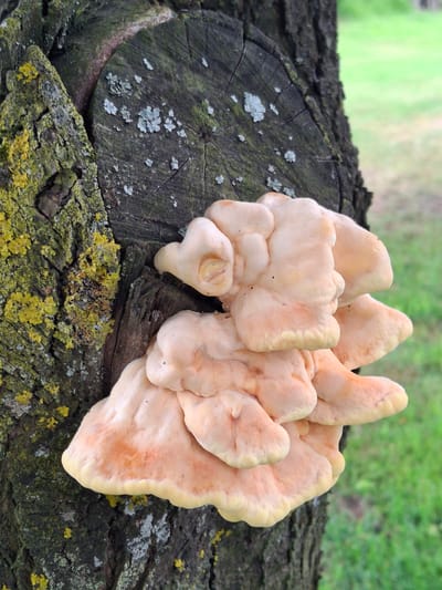 A close-up, eye-level shot captures a cluster of pale orange mushrooms growing on the side of a tree stump in Дубровенскі сельскі Савет, Belarus. The mushrooms, which appear to be of the shelf fungus variety, are layered and fleshy, with smooth, rounded edges. They are attached to the rough, dark bark of the stump, which is partially covered in patches of green and yellow lichen. The background is a soft blur of green grass, suggesting an outdoor, natural setting. The lighting is overcast, providing diffused illumination without harsh shadows. No people or animals are present in the frame.
