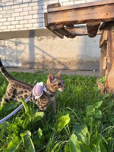 A Bengal cat, wearing a harness with a pink bow, walks through tall green grass in the backyard of a house in Rzhev, Russia. The cat is facing right, with its tail extended behind it. A wooden structure, possibly a shelf or a table, is visible in the background, supported by thick wooden posts. A white brick wall is also present in the background. The sun is shining, casting shadows on the ground. The overall scene is peaceful and natural, suggesting a warm day outdoors.