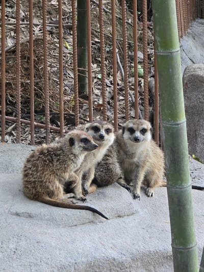 The image depicts a group of three meerkats on a concrete surface. The meerkats are positioned close together, with two in the foreground and one slightly behind and to the right. They have light brown fur with darker stripes and dark markings around their eyes. The environment behind them consists of a metal fence made of vertical rebar, with dry leaves and twigs visible through the gaps. To the right of the meerkats, a large green bamboo stalk stands vertically, with a rocky surface and more dry foliage in the background. The scene appears to be an enclosure, possibly in a zoo or wildlife park, located in Xiaoshan District, China.