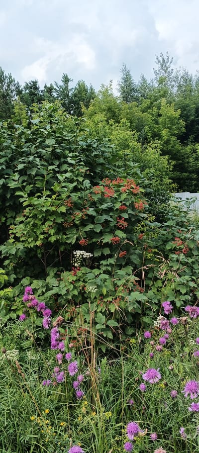 This is a full-frame, eye-level, medium shot of a dense green bush with clusters of red berries and small white flowers, set against a background of lush green trees and a cloudy sky. In the foreground, a patch of wild grass and purple thistle-like flowers is visible. The scene appears to be a natural, uncultivated area, possibly a garden or a park, with a hint of a white fence on the right side. The lighting is diffused, suggesting an overcast day. There are no people or animals present in the image. The location is identified as Pirogovo, Russia.