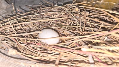 A bird's nest, constructed from twigs and dry grass, is situated in the city of Kaka, Turkmenistan. The nest contains a single white egg. The surrounding environment appears to be a natural setting, possibly a tree or a sheltered outdoor area. The lighting is dim, suggesting it may be dawn, dusk, or an overcast day.