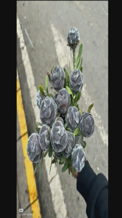 A bouquet of grey-tinted Protea flowers with green leaves is held by a person in a black sleeve. The bouquet features several round, fuzzy buds, some more open than others. The background is a grey asphalt road with a yellow line. The image appears to be taken outdoors on a slightly overcast day.