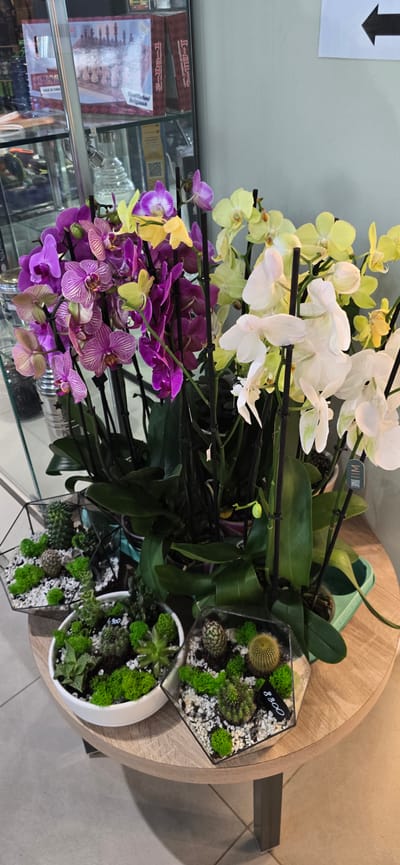 The image shows a display of potted orchids and succulent arrangements on a wooden table, likely in a retail setting. In the background, a glass display case contains boxes of chess sets, one labeled "CHESS MADE IN CHINA." The room appears to be well-lit, with a light gray wall and tiled floor. The overall scene suggests a flower shop or gift store within the settlement of Русская Деревня-2 Кп, Russia. There are no people visible in the image.