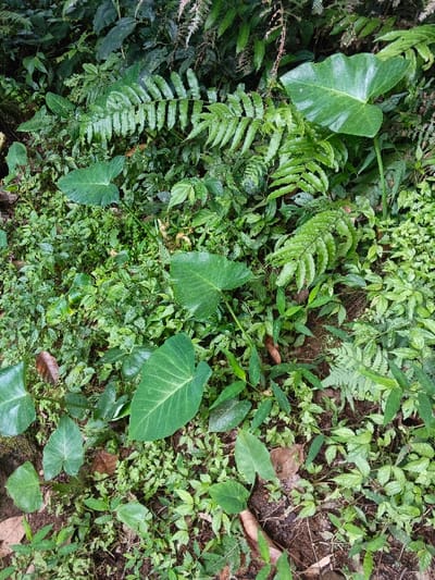 The scene depicts a dense, verdant undergrowth on a forest floor in Desa Mburukulu, Indonesia. No human subjects or man-made objects are present. The ground is largely obscured by a layered carpet of diverse green foliage, with visible patches of dark, moist soil and scattered brown leaf litter. Prominent features include multiple large, heart-shaped or sagittate leaves characteristic of the Araceae family, varying in size and distributed across the frame. Numerous fronds of ferns, displaying segmented leaflets, are interspersed among other smaller, broad-leafed plants and groundcover vegetation. The environment appears lush, humid, and undisturbed, characteristic of a tropical forest ecosystem.