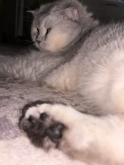 The image shows a close-up of a silver-grey cat with orange eyes, lying on a textured grey surface that appears to be a carpet or rug. The cat's fur is fluffy and appears to have subtle tabby markings on its body. One of its paws is in the foreground, partially blurred. The background is dark and out of focus, suggesting low lighting conditions. There is no indication of the location being in Засечное, Russia, or any specific urban environment. The scene is static, with the cat in a resting or relaxed position.