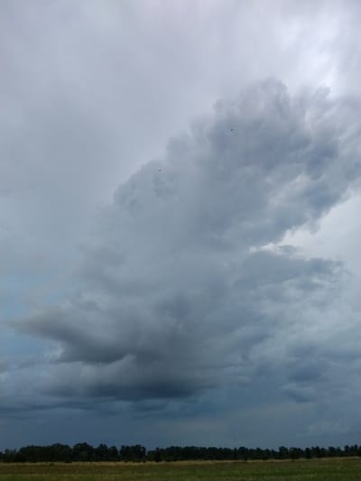 The image depicts a wide, horizontal expanse of a cloudy sky over a rural landscape. The sky is dominated by heavy, gray clouds, with some areas of brighter light suggesting breaks or thinner cloud cover. Two small, dark specks, likely birds, are visible in the upper portion of the sky. Below the clouds, a dense line of dark green trees forms the horizon, with a strip of dry, yellow-green grass in front of them. The scene appears to be a natural, open area, likely a field or meadow, with no man-made structures or clear indications of human activity. The overall mood is somber and potentially indicative of approaching rain.