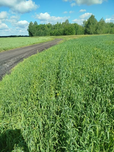 The image depicts a wide, dirt road curving through a lush, green field of tall grass or crops under a bright blue sky with scattered white clouds. The road is dark and appears to be unpaved, with tire tracks visible in some areas. To the left of the road, the field continues, and in the distance, a dense line of trees forms a dark green border against the horizon. The foreground is dominated by the green vegetation, which is so thick that individual plants are hard to distinguish. The lighting suggests it is daytime, likely late morning or early afternoon, with sunlight casting subtle shadows on the ground and highlighting the texture of the vegetation. There are no people or animals visible in the scene. The overall impression is one of a rural, natural landscape. The location provided, Бигила, Russia, implies this is a scene from that region.