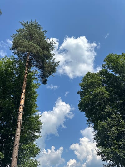 The image, taken from a low angle looking up, depicts a bright, sunny day in Слабодкаўскі сельскі Савет, Belarus. The sky is a vibrant blue, punctuated by scattered, fluffy white clouds. Dominating the left side of the frame is a tall, slender pine tree with a rough, textured bark. Its needles are a deep green, and its branches extend outwards towards the sky. To the right of the pine tree, and further into the background, are dense, leafy trees with lush green foliage. The overall impression is one of a natural, outdoor setting, likely a forest or park, on a clear summer day. There are no people or man-made structures visible in the frame.
