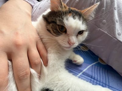 A calico cat with white, brown, and black markings is being petted by a person's hand on its neck and chest. The cat is lying on a bed with a blue and white striped comforter. The person's arm is resting on a light purple pillow with a subtle polka dot pattern. The scene appears to be indoors, likely in a bedroom in Колычёво, Russia, given the context. The lighting suggests it's daytime.