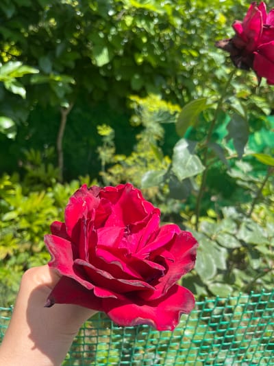 A hand is holding a deep red rose in front of a blurred green background of trees and bushes. The rose is in focus, with its petals unfurling. In the mid-ground, a green mesh fence is visible, separating the foreground from the background. The lighting suggests it is daytime, with sunlight illuminating the scene. The general setting appears to be a garden or natural area, possibly in Berd, Armenia, given the context provided.