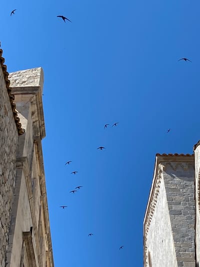 This is a vertical, low-angle shot of a clear, bright blue sky with several birds flying through it. The scene appears to be in Dubrovnik, Croatia, given the style of the buildings on either side. On the left, a building constructed of rough-hewn, light-colored stone blocks with a terracotta-tiled roof is visible. On the right, another building made of similar stone blocks, this one with decorative architectural elements, is also present. The buildings frame the sky, creating a sense of looking up from a narrow street or courtyard. The birds, silhouetted against the sky, are small and appear to be swifts, characterized by their pointed wings and forked tails. They are scattered throughout the frame, some flying alone and others in small groups, suggesting they are in flight. The sunlight is strong, casting minimal shadows on the buildings, indicating it is likely midday. There are no people visible in the image.