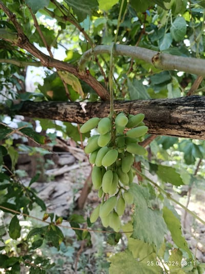 The image is a close-up, eye-level shot of a cluster of unripe, pale green grapes hanging from a vine. The grapes are elongated and appear firm. The vine is supported by a weathered, horizontal wooden beam, which is also in focus. The background is blurred, showing out-of-focus green foliage and branches, suggesting an outdoor, natural setting, likely a vineyard or garden. The lighting appears natural, casting soft shadows. In the bottom right corner, a timestamp indicates "25.06.2026 08:11". The location is identified as Erkin, Uzbekistan.