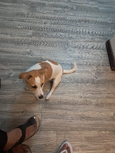 An indoor scene in Mitchells Plain, South Africa, depicts a medium-sized dog on a light grey wood-plank floor. The dog, predominantly white with tan-brown patches on its back and head, is positioned in the upper-center, facing downwards and left, appearing to look at the lower portion of the frame. Its body is slightly curved, and a tan tail is visible extending towards the upper right. In the lower part of the frame, two human feet are visible. The left foot, wearing a dark-colored thong-style sandal with a translucent strap, shows a light brown skin tone. The right foot, partially visible, wears a white thong-style sandal and also shows a light brown skin tone. A dark, rectangular object, possibly furniture or a door frame, is present in the upper-right corner. The overall lighting is even.