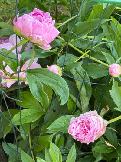 The image shows several pink peonies and lush green leaves, many with water droplets, suggesting recent rain or dew. The plants are partially obscured by a green wire mesh fence. In the foreground, a fully bloomed pink peony is visible, with another slightly faded pink peony below it. Several peony buds are also present, one particularly prominent on the right side of the frame. The background is a blur of green foliage. There are no people or animals visible in the image. The scene appears to be a garden or park. Without further information or context, it is impossible to determine the specific location within Naro-Fominsk, Russia.