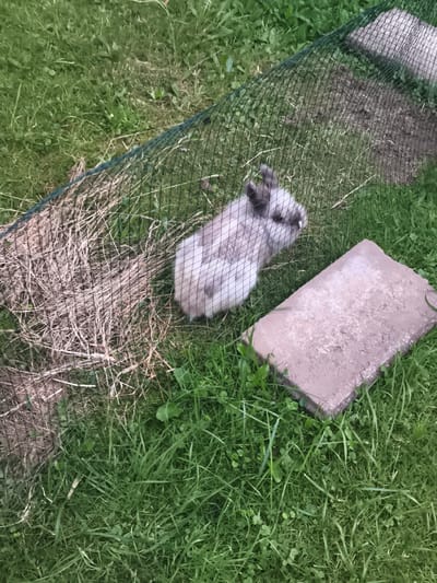 The image shows a fluffy, grey and white rabbit inside a wire enclosure, lying on a bed of dried grass. The enclosure is set on a patch of green grass, with a few scattered weeds. To the right of the enclosure, a grey, rectangular paving stone is visible, partially submerged in the grass. The background is a blur of green grass, suggesting an outdoor setting. The overall scene is a domestic outdoor environment, likely a backyard or garden, in the town of Eitorf, Germany.