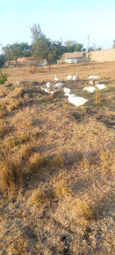 The image displays an outdoor scene, likely a rural or semi-rural area, bathed in the warm light of either early morning or late afternoon. The primary subjects are a flock of approximately fifteen to twenty domestic geese or large ducks, predominantly white, with some exhibiting brown and white plumage. These birds are scattered across a large expanse of dry, yellowish-brown grass interspersed with patches of greener vegetation. They appear to be actively grazing or foraging on the sparse ground cover.
In the background, several trees with green foliage are visible, alongside low-rise buildings, possibly residential structures, constructed with concrete blocks and partially enclosed by walls. A tall, slender tree stands centrally in the distant background, and a utility pole with power lines is present on the right side. The clear, pale blue sky suggests fair weather.
The ground is dry and uneven, characteristic of a dry season or arid environment. The lighting casts soft, elongated shadows from the birds and vegetation, contributing to the golden hue across the landscape. There is no visible text in the image.
The visual evidence in the image—an outdoor setting with birds, dry grass, and distant buildings—contradicts the provided location context of a "Hospital ward, Kenya." The scene depicts an open field rather than an indoor medical facility.