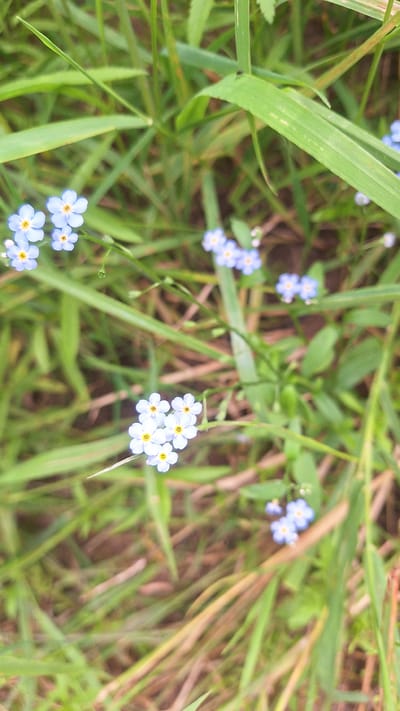 A close-up, top-down view of a patch of green grass and brown vegetation in Vālodzes, Latvia, features several small, pale blue forget-me-not flowers with yellow centers. The flowers are clustered in small groups and scattered throughout the frame, some in focus and others blurred due to the shallow depth of field. A tiny black insect is visible on a blade of grass in the upper right quadrant of the image. The overall impression is of a natural, outdoor setting, likely a field or meadow.