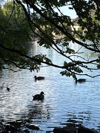 A body of water, likely a lake or pond, is depicted with ripples on its surface reflecting the sky and surrounding vegetation. Several ducks are swimming in the water, some silhouetted against the light. Overhanging branches of a tree, with visible leaves, frame the top of the image. In the background, across the water, a light-colored building with a pitched roof is visible, partially obscured by trees. The overall scene suggests a tranquil outdoor environment. The location is Buchs (SG), Switzerland.