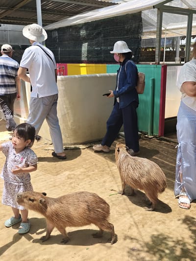 In Phước Hải, Vietnam, this image captures an outdoor scene at what appears to be an animal enclosure or park. Two capybaras are present in the foreground, with one on the left and another on the right. A young Asian girl, wearing a floral-patterned dress and light blue clogs, stands to the left of the capybara on the left, looking towards it. In the background, several adults are walking. One man in a white polo shirt and light grey pants, wearing a white hat, is walking away from the camera. Another person, wearing a white hat and a blue denim jacket over a striped shirt with dark pants, is holding a phone and walking towards the right. A third person, wearing a white top and a blue and white striped skirt, is visible on the far right, also walking. The ground is sandy and dry, and behind the people is a structure with colorful panels (yellow, pink, and green) and a mesh fence. The overall lighting suggests it is daytime.