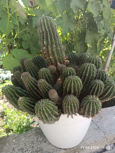 A close-up, outdoor, eye-level shot features a large, potted cactus with numerous green, ribbed stalks covered in short, sharp spines. The cactus is situated in a white, circular pot, which rests on a rough, grey concrete surface. Behind the cactus, lush green foliage, likely grape leaves, forms a dense background, with some sunlight filtering through. To the right of the cactus, a blurred vertical element, possibly a fence post or tree trunk, is visible. The lower right corner of the image displays a date and time stamp: "29.06.2026 15:02". The scene appears to be in a garden or outdoor living space, potentially in Costești, Moldova, given the available metadata.