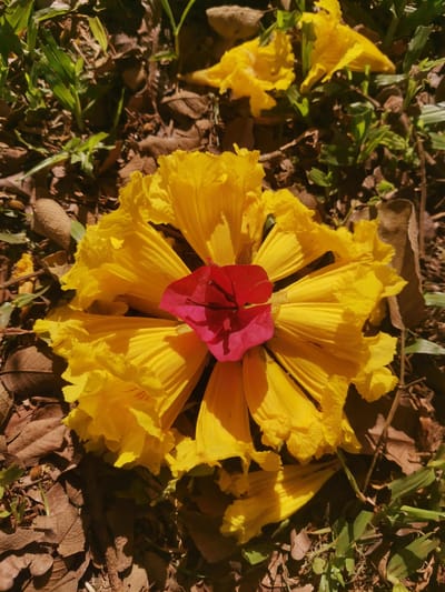 The image displays a close-up, overhead view of several yellow trumpet-shaped flowers and a single, small, fuchsia-colored bract, possibly from a bougainvillea, arranged in a circular pattern on the ground. The flowers are fallen and appear to be from a Yellow Trumpet Tree (Handroanthus). They lie amidst dry, brown leaves, blades of green grass, and dappled sunlight and shadow. The background shows more yellow flowers scattered on the ground and patches of green vegetation. The scene suggests an outdoor setting, likely in a park or natural area within the city of Obligado, Paraguay, during a season when these trees are in bloom and shedding their flowers. There are no people or animals visible in the image. The focus is entirely on the botanical elements.