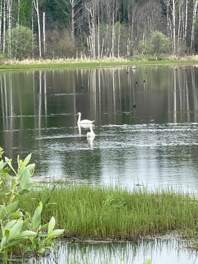The image shows a still body of water with a swan swimming in the center. The swan is mostly white with a long neck and an orange beak. Its reflection is visible in the water. On the left bank, there is a row of tall, thin birch trees with white bark. On the right bank, there is dense, green vegetation that appears to be tall grasses and reeds. Some green leaves are visible in the lower right corner, possibly from a shrub. The water is dark with reflections of the surrounding vegetation and the sky. Numerous small birds are visible swimming or flying in the water. The location is Kamennyi Kliuch, Russia.